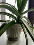 Planta aloe vera+ghiveci