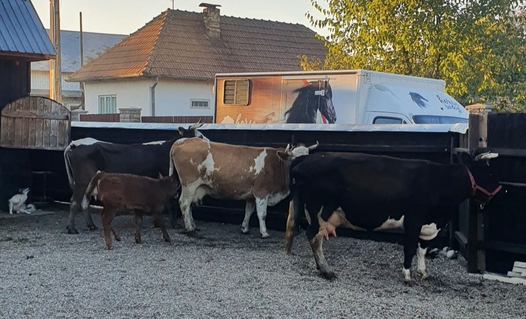 Vaca baltata românească