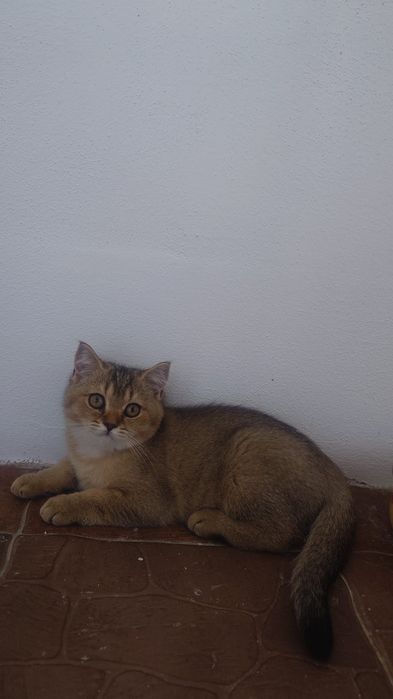 British shorthair cu pedigree golden si silver