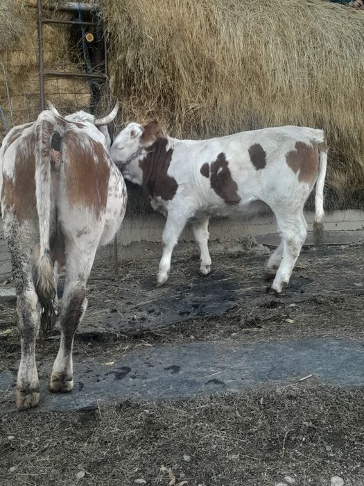 Vand doua vaci cu doua vitele