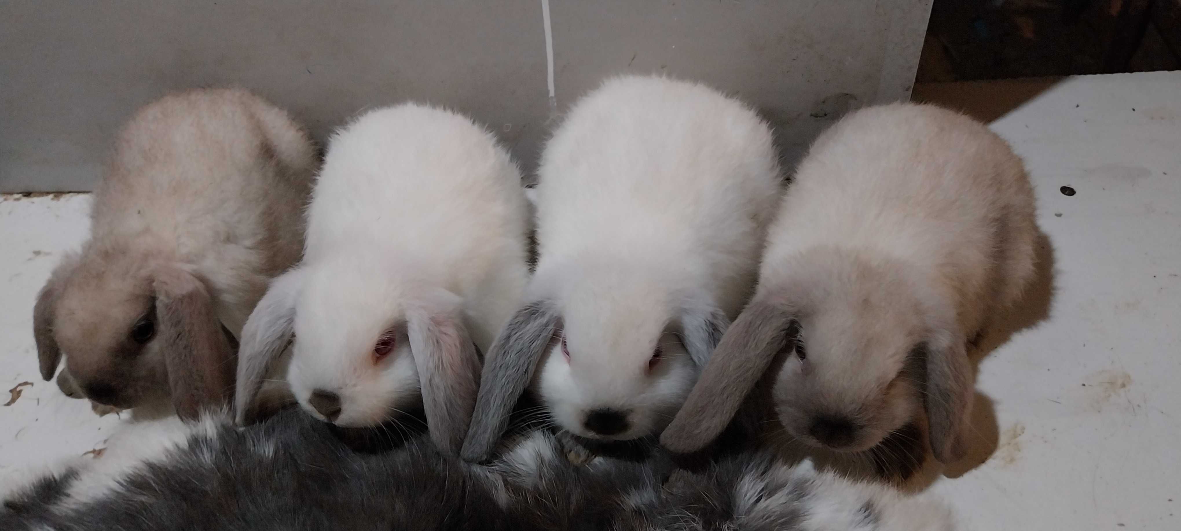 Iepure Iepuri Mini Lop Holland Lop Rasa pita de Agrement si Companie