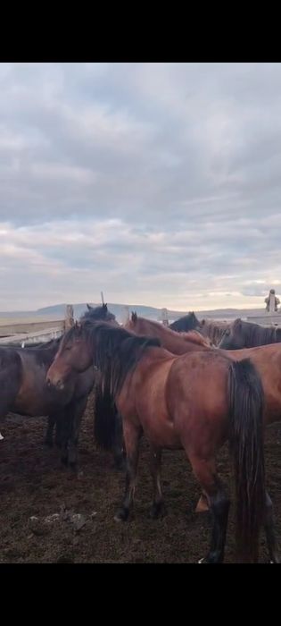 Соғымға Семіз жылқы сатылады