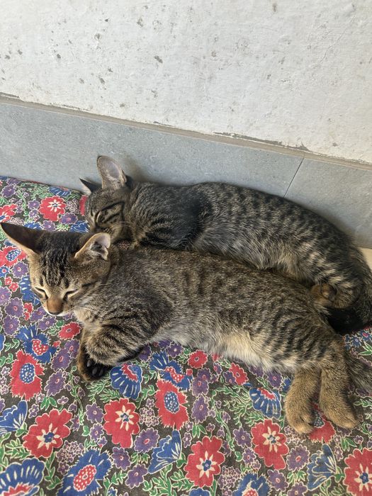 Отдам котят в хорошие руки