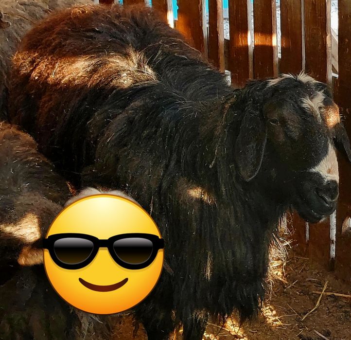 Қошқар семіз Кошкар семиз