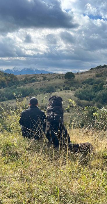 pui de ciobanesc corb