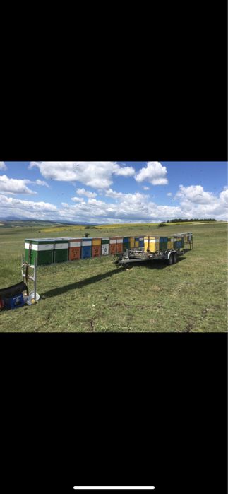 Modul apicol 36 pozitii