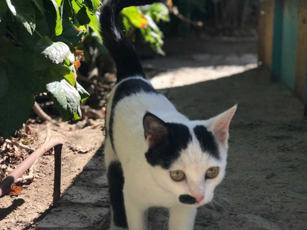 Котик мальчик 4 месяца