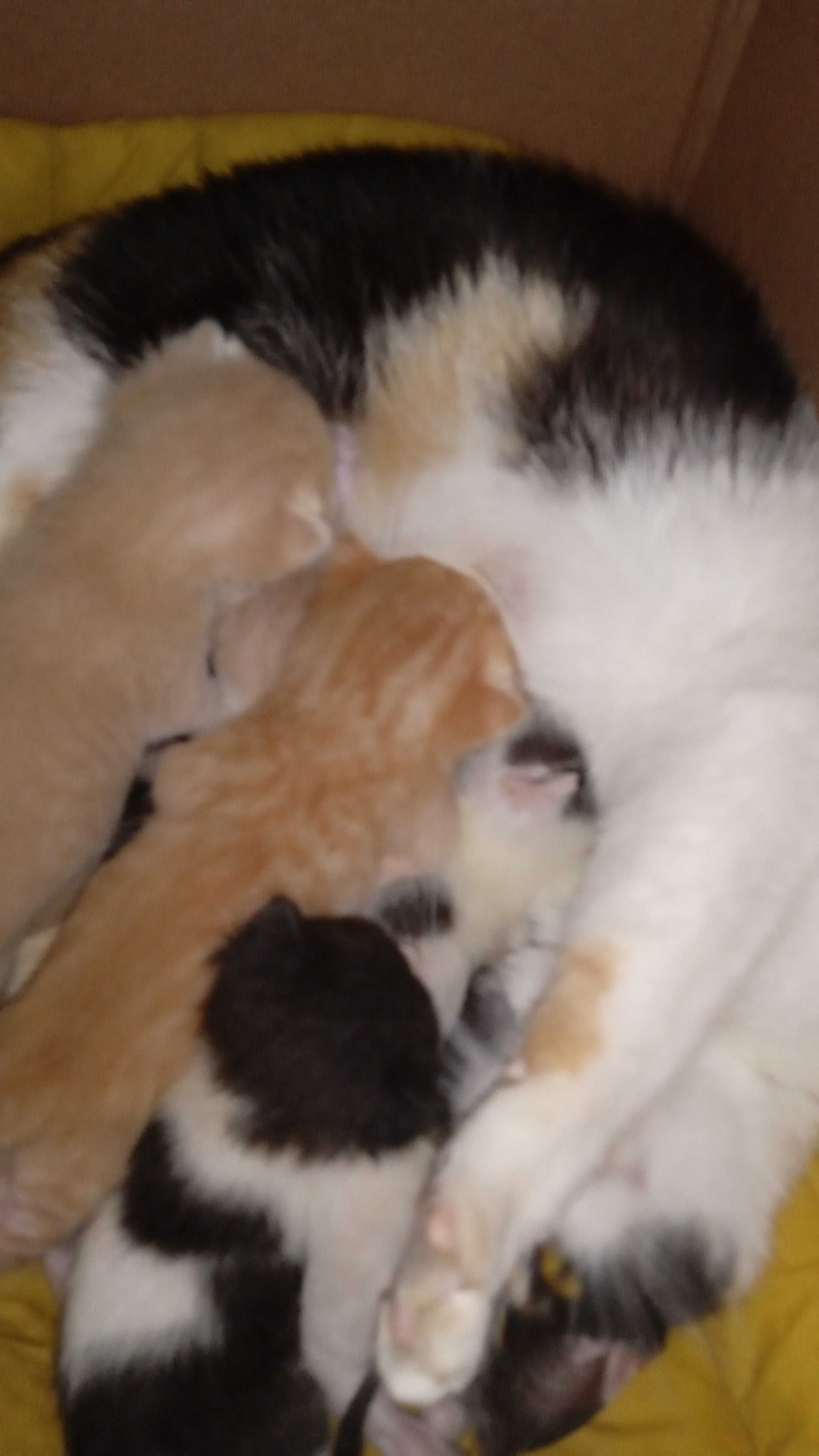 Прекрасни котенца