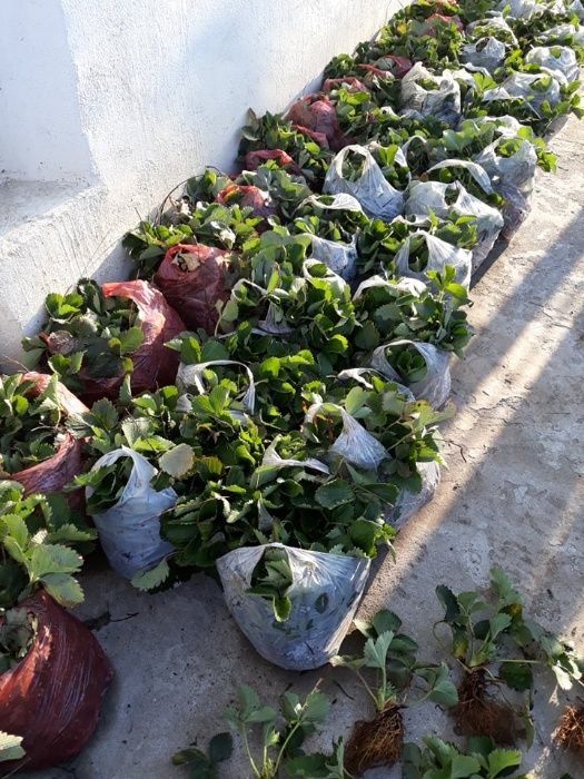 Rasad stoloni Capsuni remontant Albion