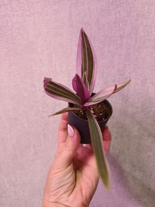 Продам  комнатные цветы