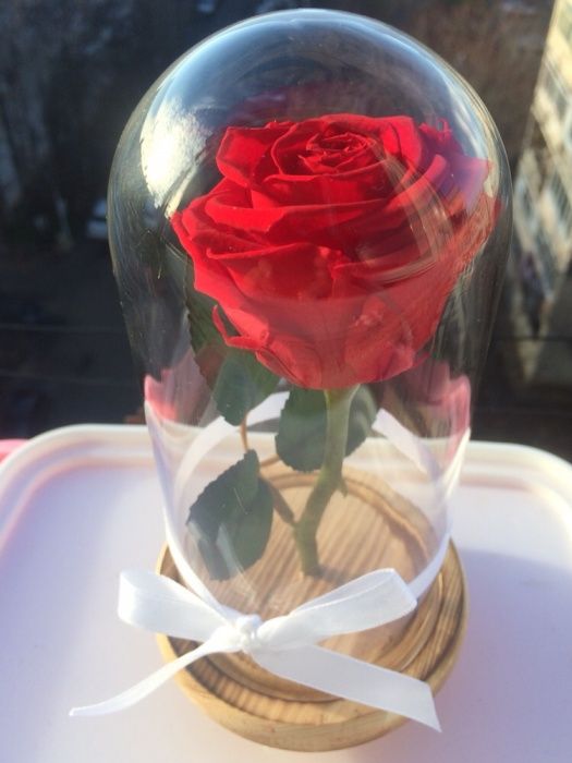 Trandafir rosu criogenat