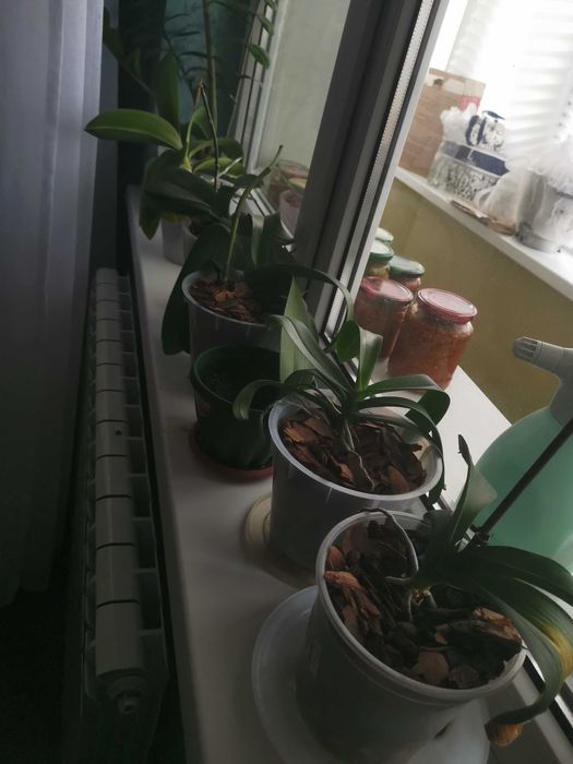 Продам орхидеи 5 штук вместе