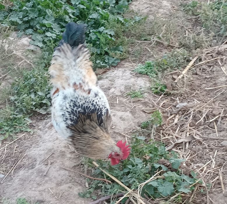 Хуроз сотилади соглом