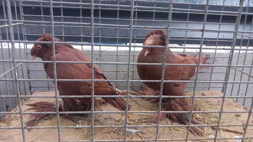 Продавам гълъби град Ямбол