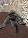 scottish fold mushugi uyda boqilgan 7 oylik juda zor mushuk