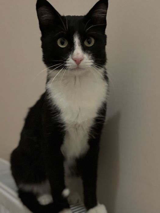 Кот   ласковый спокойный молодой 1 год ищет дом