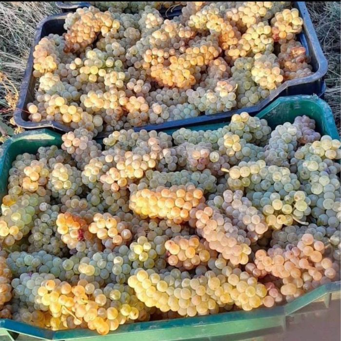 Struguri de vin
