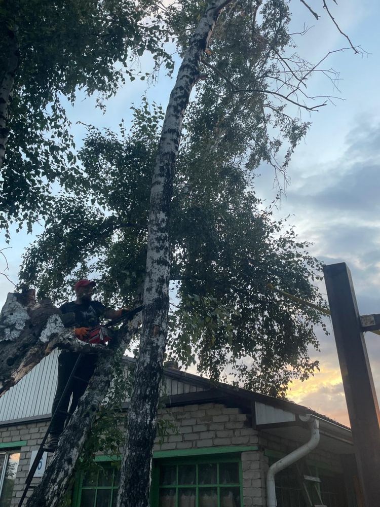 Спил деревьев,спил кустарников,обрезка веток,вывоз мусора,разнорабочие