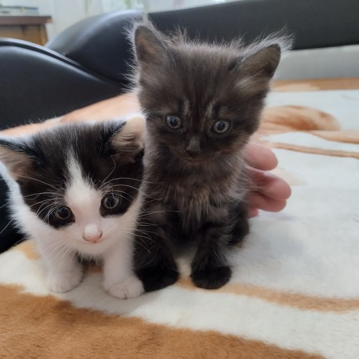 Отдам в добрые руки котят