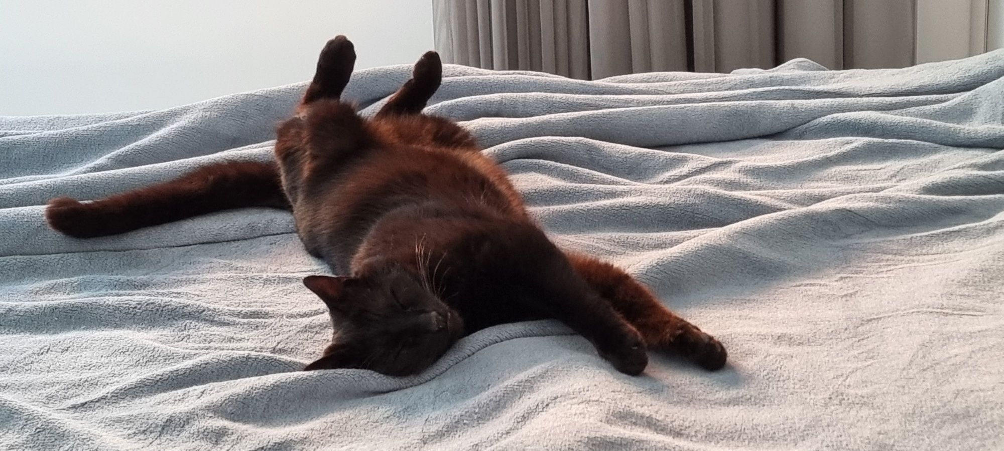 Motanel afectuos spre adoptie (doar la casa)