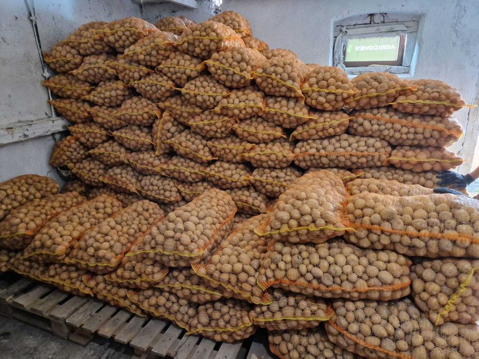 Cartof pentru animale/furaj