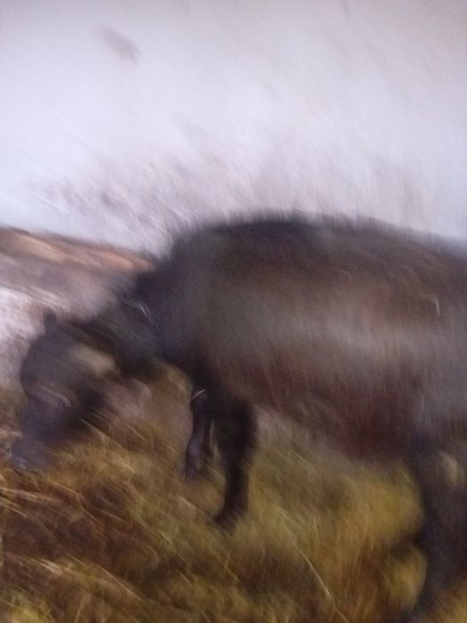 Vând vițel de bivol