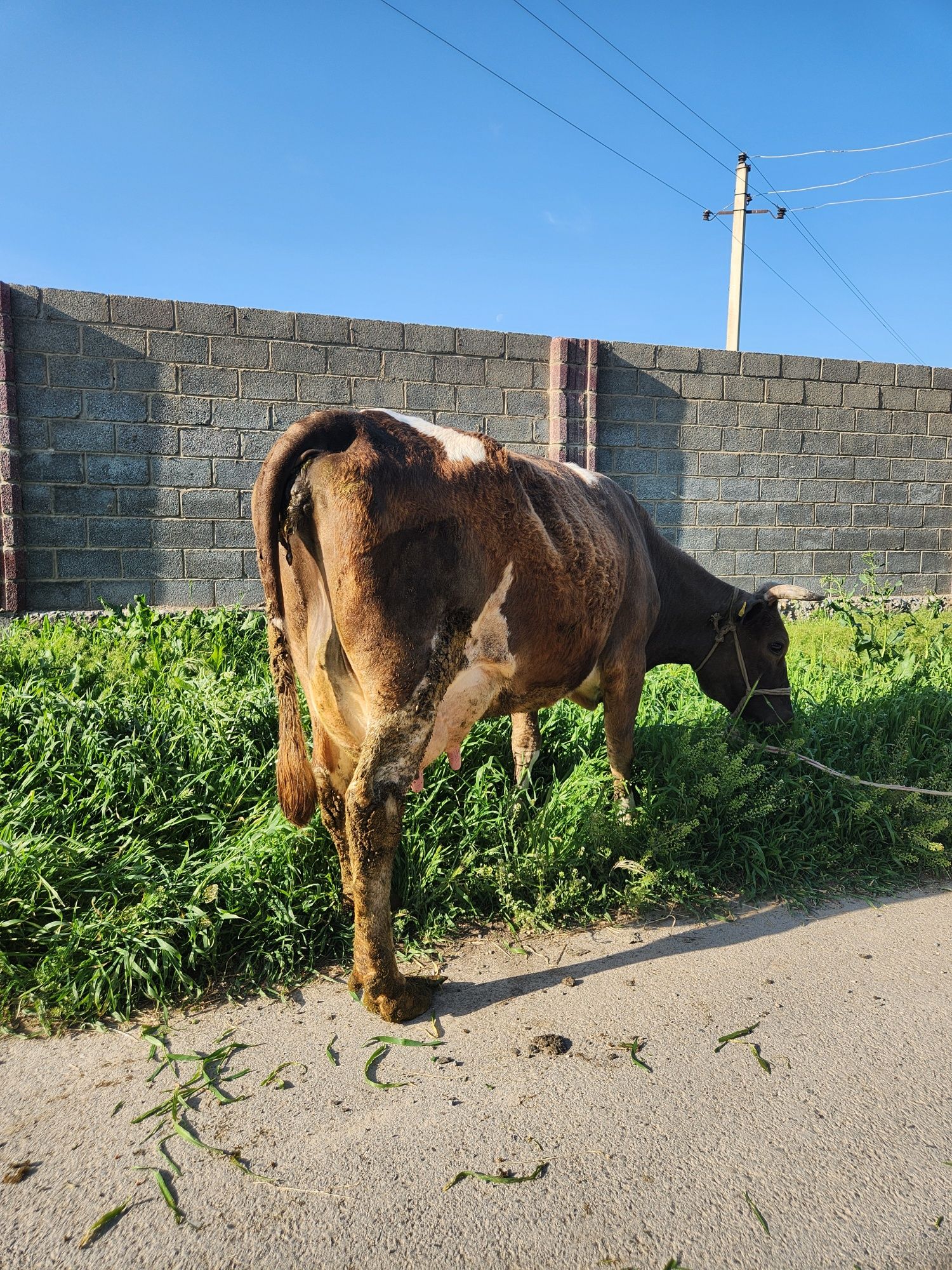 Корова с теленком дойная телёнок бычок 18 лит молока  осталось по тел