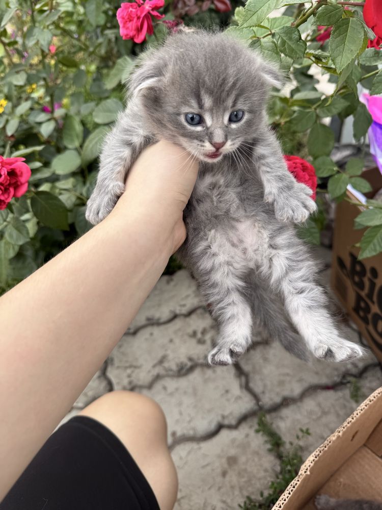 Котята 1 месяц 3 мальчика 1 девочка