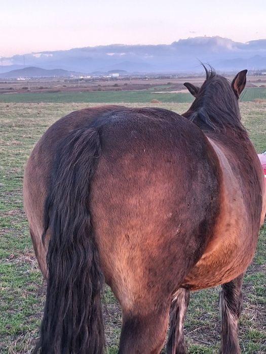 Vând iapa (murg închis )de 8 ani f cuminte