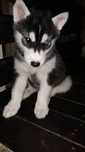 Donez husky  pui 4 lunite