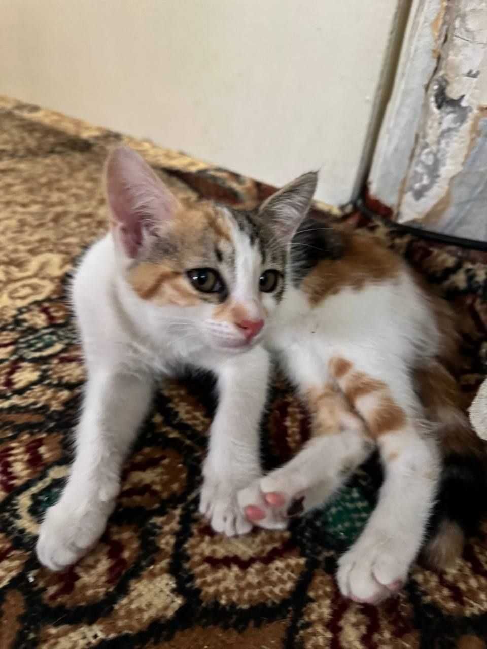 Котенок-девочка. В добрые руки. Бесплатно.