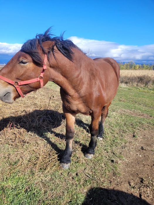 Vand manza de un an jumate