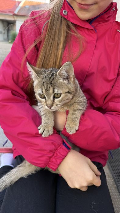 Pisici pentru adoptie