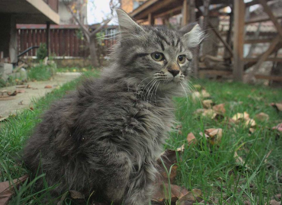 Три малки котенца търсят любящ дом – на 3 месеца