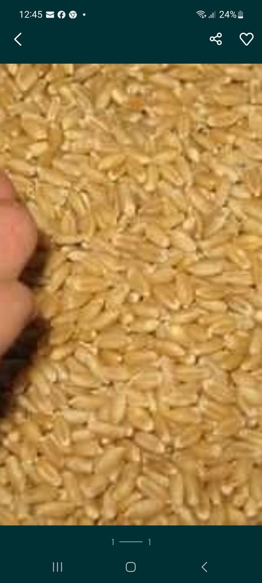 Producator, vand grau in stare foarte buna, pret 1.1lei / kg negociabi