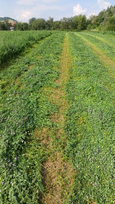 Baloti trifoi rosu si lucerna