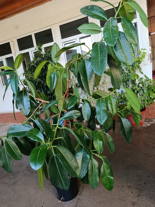 Фикус 8 йиллик ёши