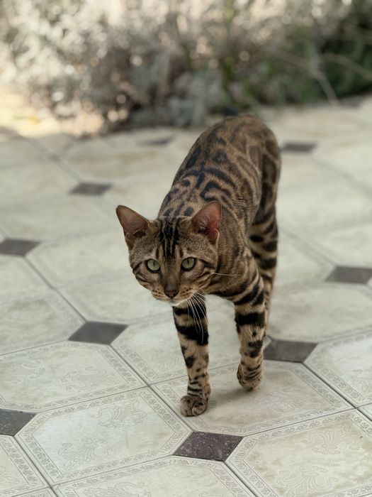 кот бенгаль 12месяц