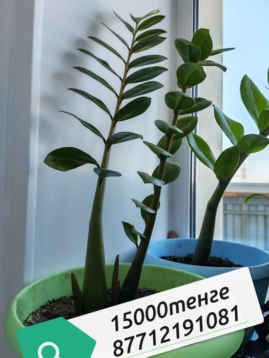 Продам большие долларовое дерево есть доставка.
