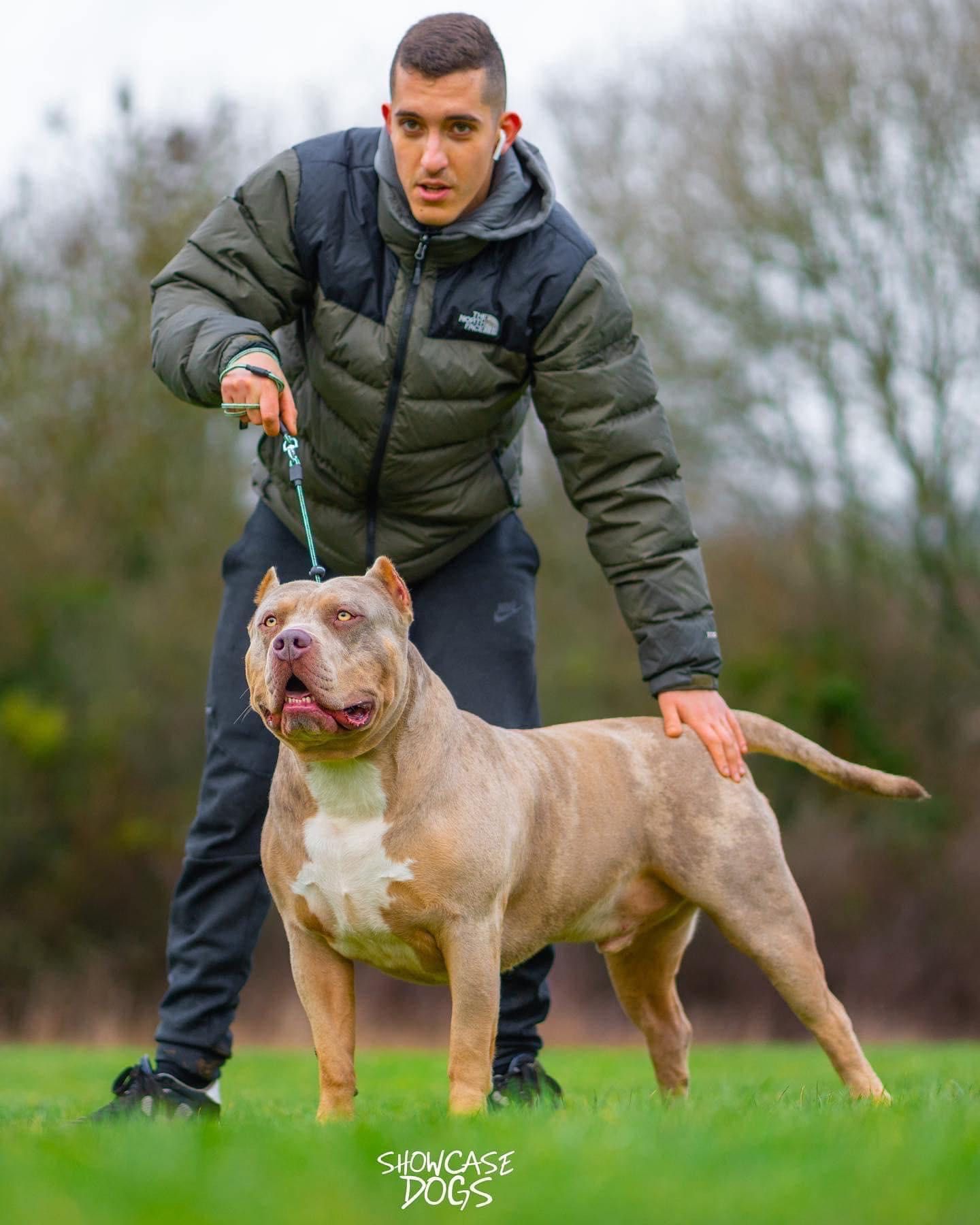 XL Bully кученца – световно признати кръвни линии (€2500–€3500)