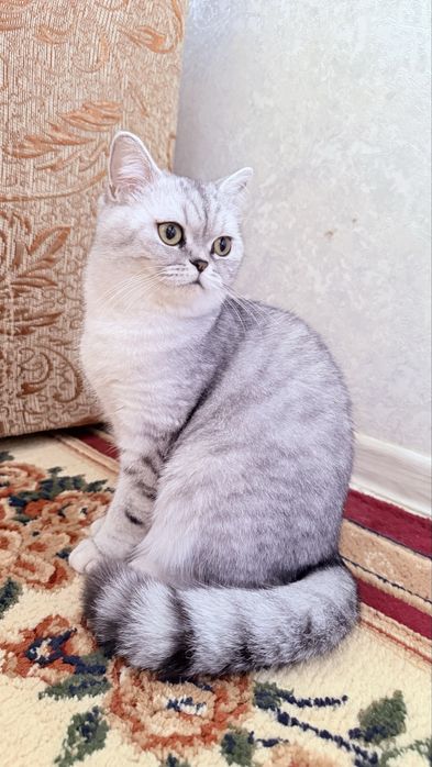 Продаётся кошка шиншилла, 1 год