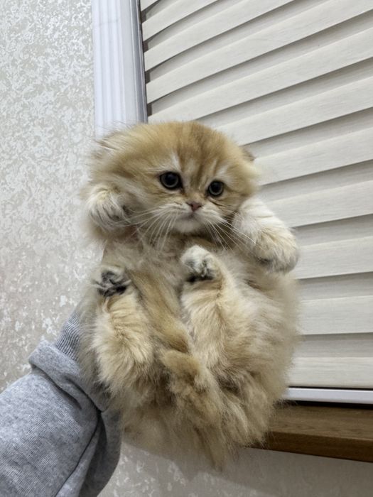 Золатой британцы хайланд