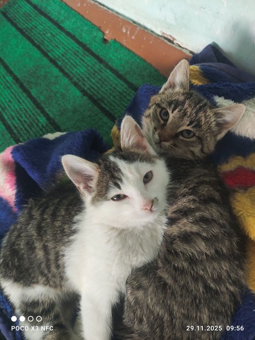 Қыз пышықлар беріледі