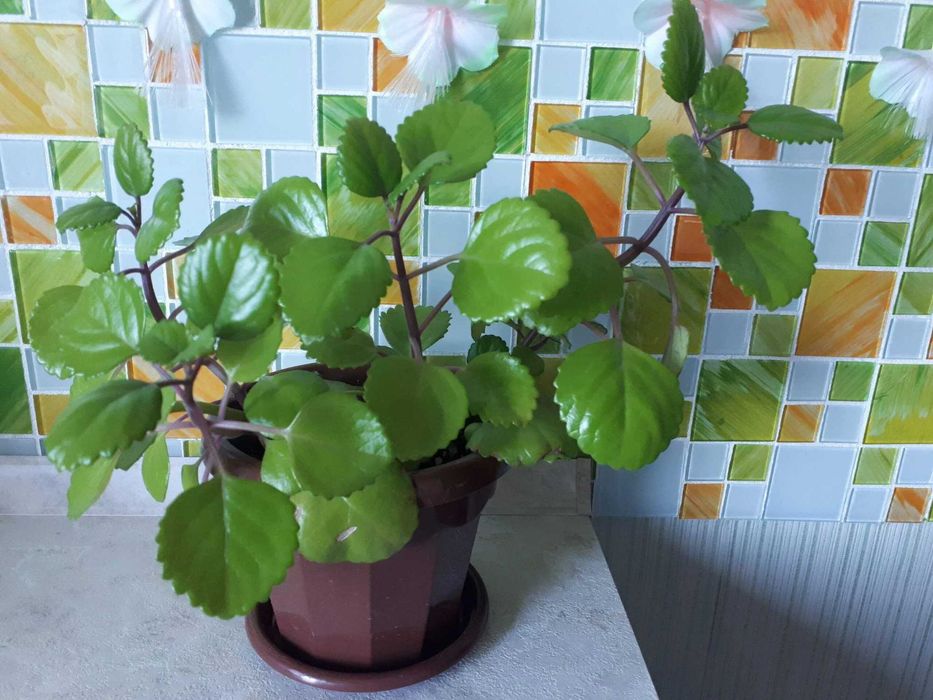 комнатные растения  комнатная мята