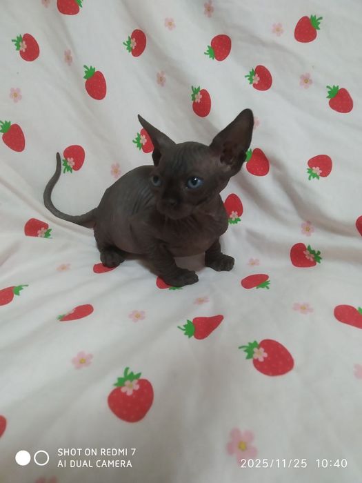 Канадский сфинкс бронирование