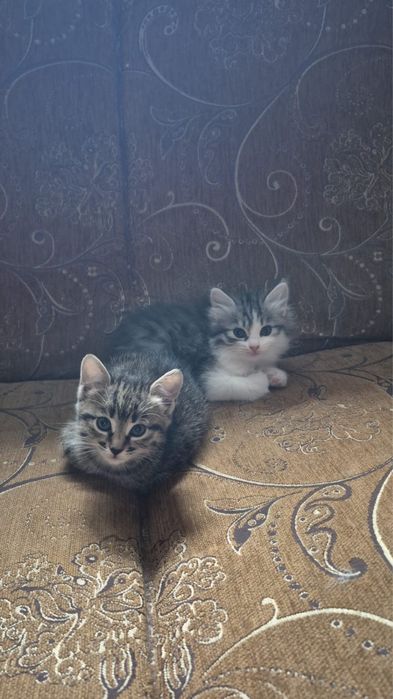 Отдам котят в хорошие руки