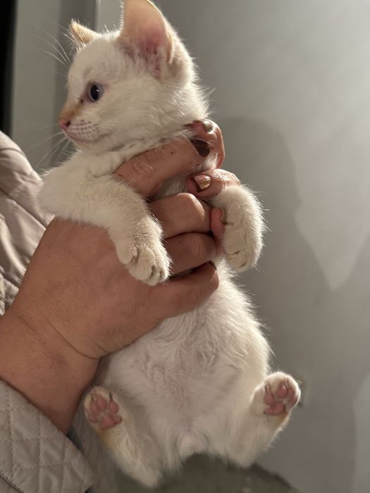 Donez pui de pisică – 3–4 luni