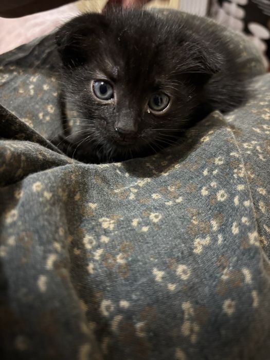 продаю котят , вислоухие/скоттиш фолд