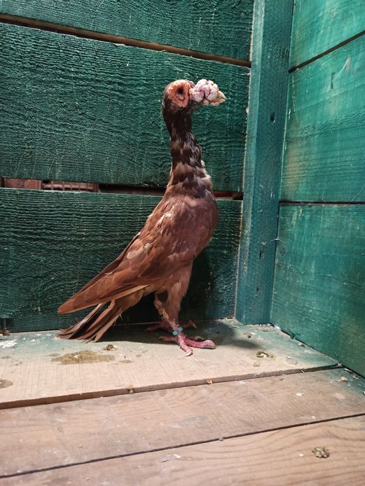 Vând porumbei carieri