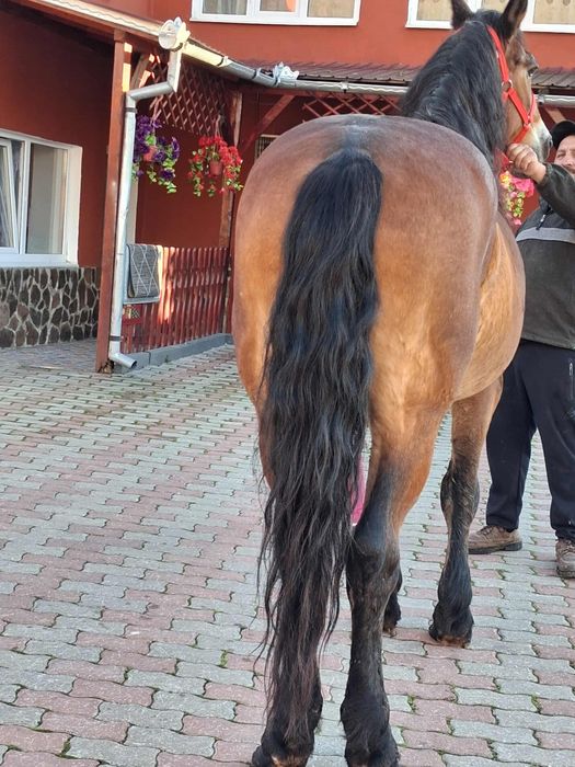 Vând sau schimb cal de nouă ani de cuminte e blând mere bine trage bin